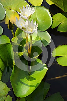 White Lotus Thai.Beautiful fresh