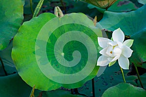 White lotus water drops dew and morning sun