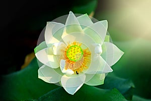 White lotus water drops dew and morning sun