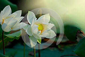 White lotus water drops dew and morning sun