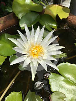 White lotus