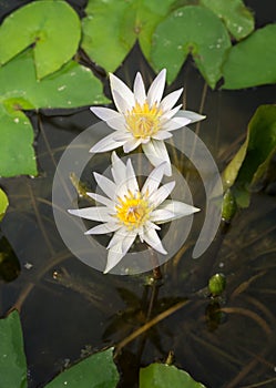 White lotus on water surface