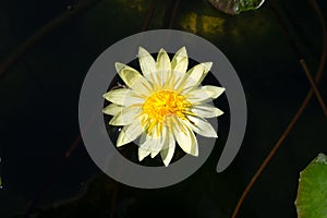 White lotus on water surface