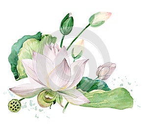White lotus watercolor botanical illustration.