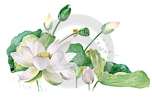 White lotus watercolor botanical illustration.