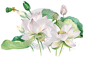 White lotus watercolor botanical illustration.