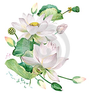 White lotus watercolor botanical illustration.