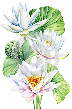 White Lotus watercolor botanical illustration. Waterlily Flowers isolated background, watercolor botanical illustration