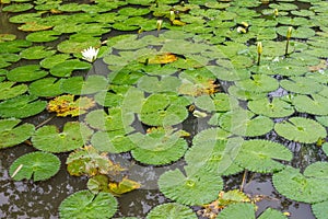White Lotus waterlily