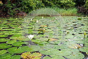 White Lotus waterlily