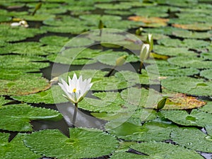 White Lotus waterlily