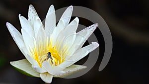 White lotus waterlily with bee hiding inside
