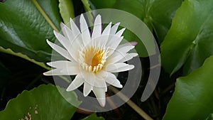 A white lotus with yellow pollen