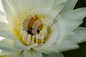 White Lotus, yellow Stamen with bee