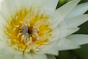 White Lotus, yellow Stamen with bee