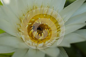 White Lotus, yellow Stamen with bee