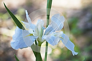 White Louisiana Bog Iris Blossom