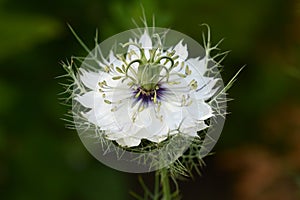 White love-in-a-mist flower macro