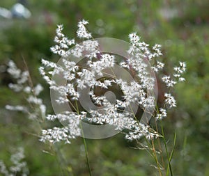 white lovegrass or natal grass