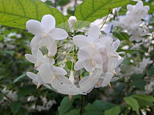White lovely Wrightia religiosa Benth
