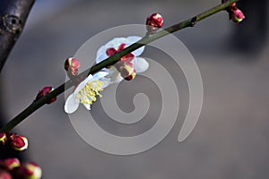 White lowers in public park in Shanghai China