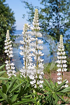 White Lupine on the Lake Superior Shoreline