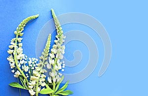 White lupines on a blue background.