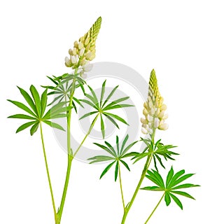 White Lupinus, commonly known as lupin or lupine. Isolated