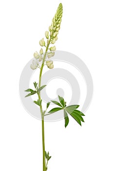White lupinus flower