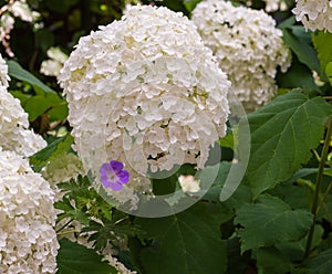 White lush hortensia and violet blue cranesbill blossoms on blurred natural garden background