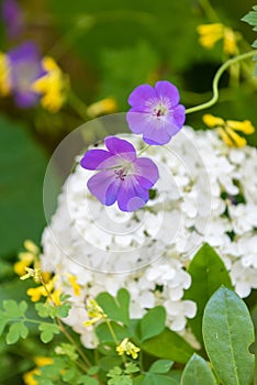 White lush hydrangea and violet blue cranesbill blossoms on blurred natural garden background