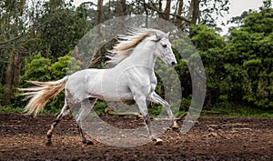 White Lusitano horse, galloping free, mane in wind