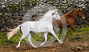 White Lusitano horse, galloping free, mane in wind