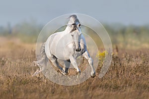 White lusitano horse run