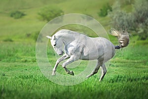 White lusitano horse run
