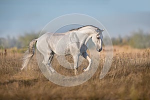 White lusitano horse run photo