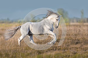 White lusitano horse run gallop