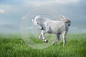 White lusitano  horse run gallop photo