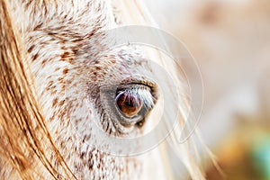 White Lusitano mare, eye details close up, horses eyes and mane