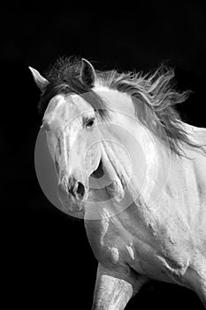 White lusitano stallion