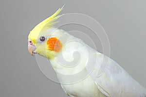 White lutino cockatiel against a grey background