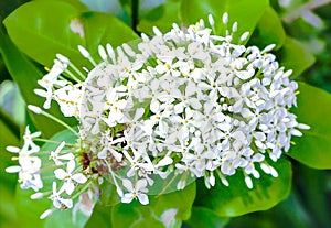 White Lxora flower with selective focus