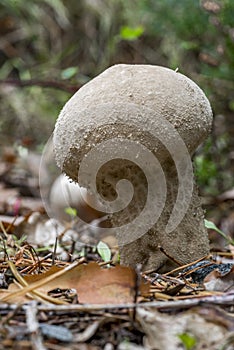 White Lycoperdon perlatum
