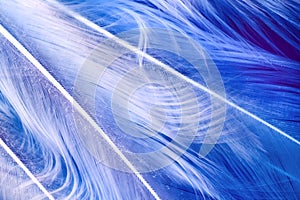 White macro feathers on blue background underwater