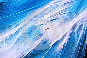 White macro feathers on blue background underwater