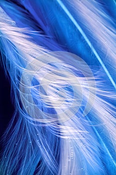 White macro feathers on blue background underwater