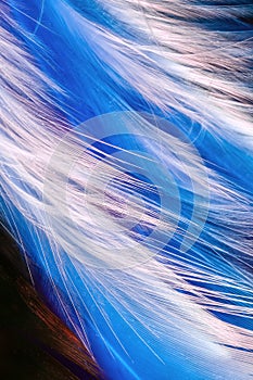 white macro feathers on blue background underwater