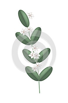 White Madagascar Jasmine Flowers on White Background