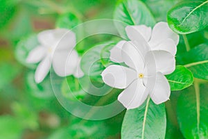 White Madagascar periwinkle, Catharanthus roseus,Vinca flower