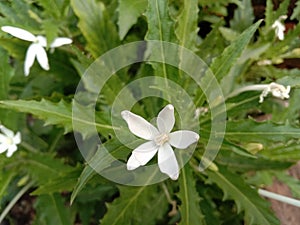 Weiß Frau Schicksal blume (stern aus oder stern blume oder) 